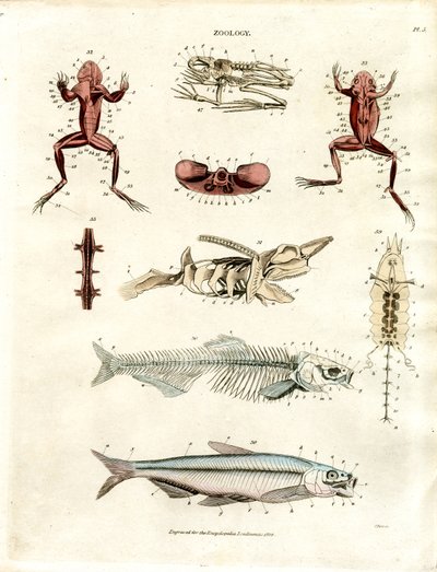 Zoological Anatomical Illustrations (Plate 5) by John Pass