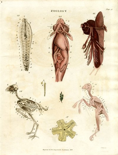 Zoological Anatomical Illustrations (Plate XV) by John Pass