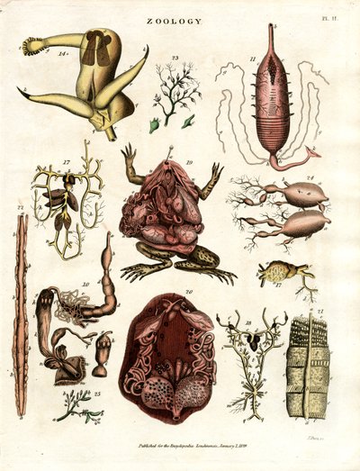 Zoology Plate II: Anatomical Illustrations of Various Animals and Organs by John Pass