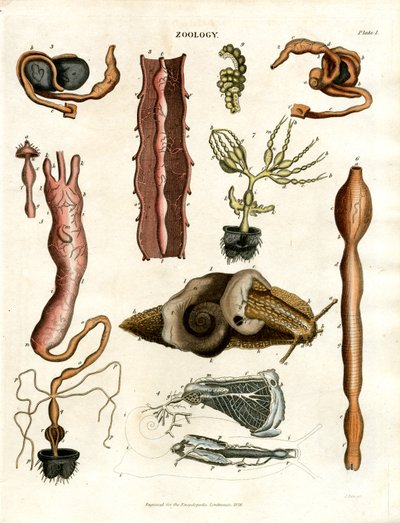 Zoology Plate I: Anatomical Illustrations of Various Animals by John Pass