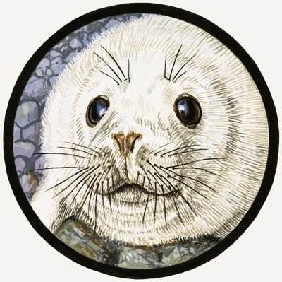 Our Sea Friend The Seal by John Rignall