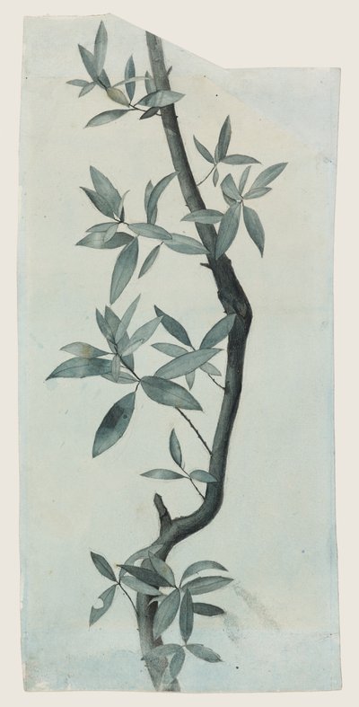 Study of Willow Leaves, c.1857 by John Ruskin