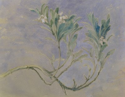 Study of a Sprig of a Myrtle Tree by John Ruskin