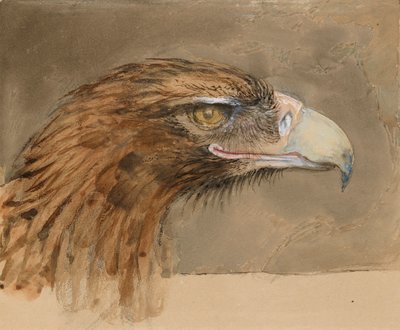 The Head of a common Golden Eagle, from Life, 8 - 11 September 1870 by John Ruskin