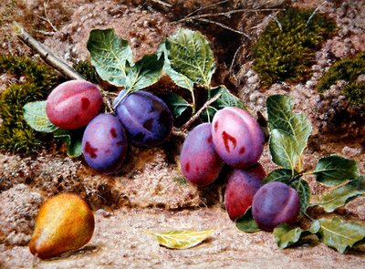 Still Life with Plums and a Pear on a Mossy Bank, c.1855 by John Sherrin