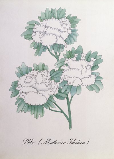 Phlox, Illustration from 