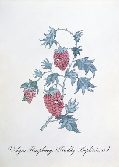 Vulgar Raspberry, illustration from 