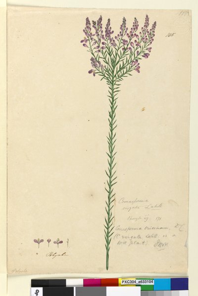 Page 105. Comesperma ericinum by John William Lewin