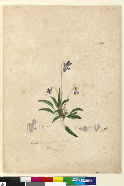 Page 128. Viola betonicifolia by John William Lewin