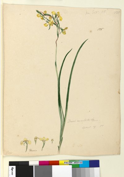 Page 135. Diuris maculata by John William Lewin