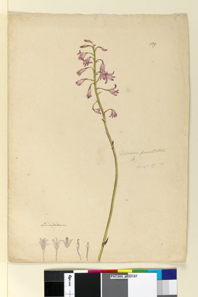 Page 139. Dipodium punctatum by John William Lewin