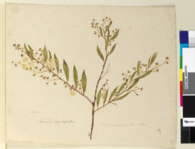 Page 147. Acacia myrtifolia by John William Lewin