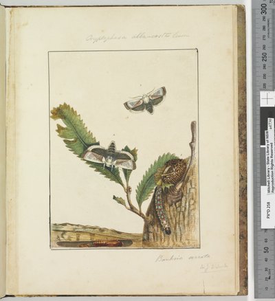 Page 15. Plate 4 Cryptophasa alba, costa Lewin, 1803-04 by John William Lewin