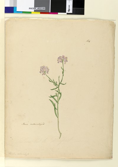 Page 164. Iberis naturalized by John William Lewin