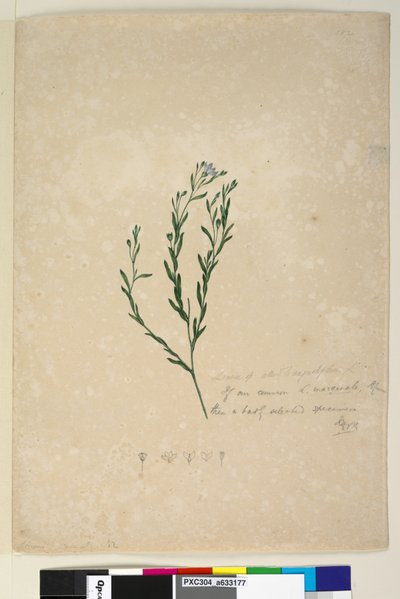 Page 182. Linum sp allied to augustifolium by John William Lewin