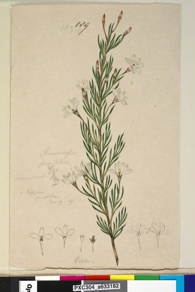 Page 189. Ricinocarpus pinifolius by John William Lewin