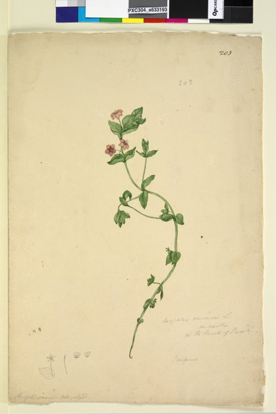 Page 203. Anagallis arvenis by John William Lewin