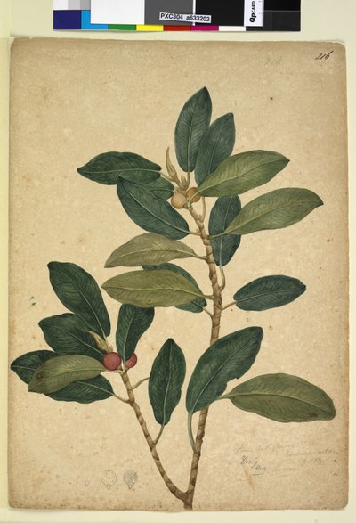 Page 216. Ficus rubiginosa by John William Lewin