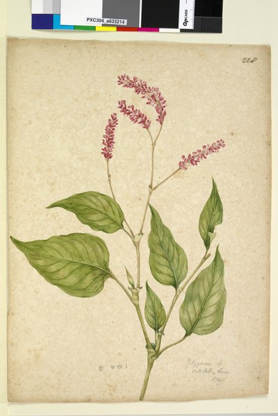 Page 228. Polygonum orientale by John William Lewin