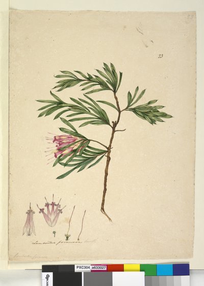 Lambertia formosa by John William Lewin