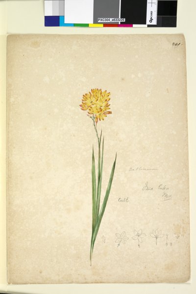 Page 241. Ixia lutea by John William Lewin