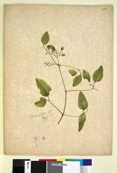 Page 256. Clematis glycinoides by John William Lewin