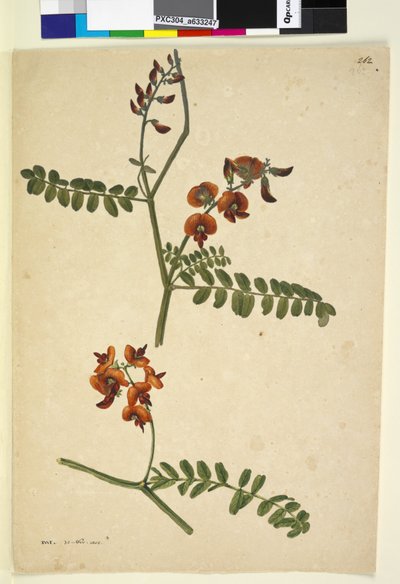Page 262. Signed: I.W.L. 30 Nov. 1805 by John William Lewin