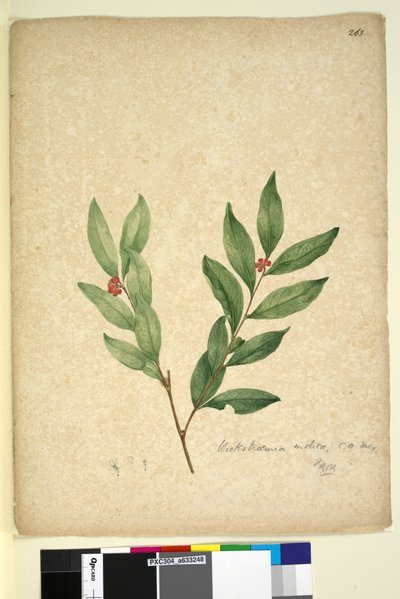 Page 263. Wikstroemia indica by John William Lewin