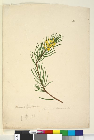 Persoonia linearis by John William Lewin