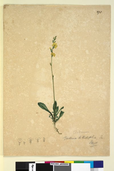 Page 271. Goodenia bellidifolia by John William Lewin