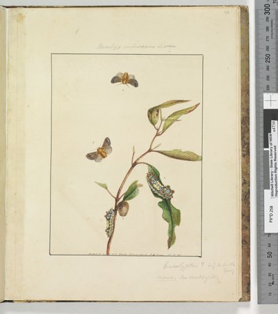 Page 35. Plate 9 Bombyx Vulnerans Lewin, 1803-04 by John William Lewin