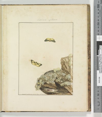 Page 39. Plate 10 Lithosa Replana by John William Lewin