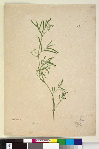 Page 50. Apium by John William Lewin