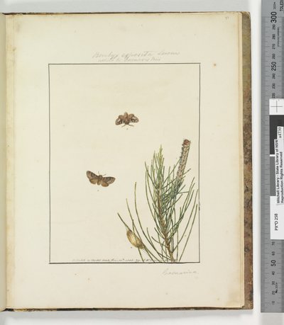 Page 51. Plate 13 Bombyx Exposita Lewin allied to... by John William Lewin