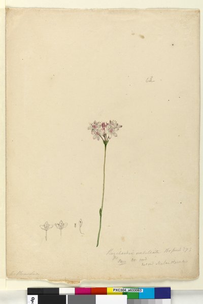 Page 63. Burchardia umbellata by John William Lewin