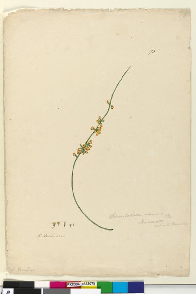 Page 75. Sphaerolobium vimineum by John William Lewin