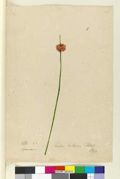 Scirpus nodosus by John William Lewin