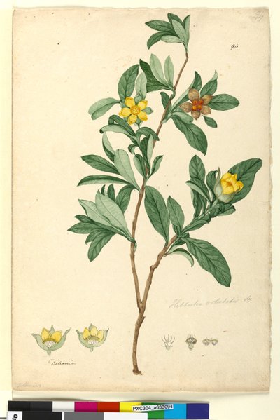Page 94. Hibbertia volubilis syn. Hibbertia scandens by John William Lewin