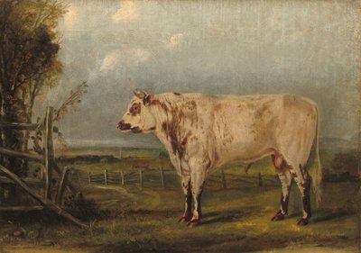 A Young Bull, c.1849 by John Woodhouse Audubon