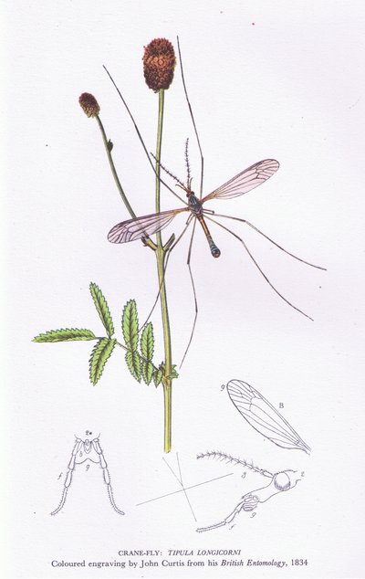 Crane Fly, Nature in Britain published by Collins by John after Curtis