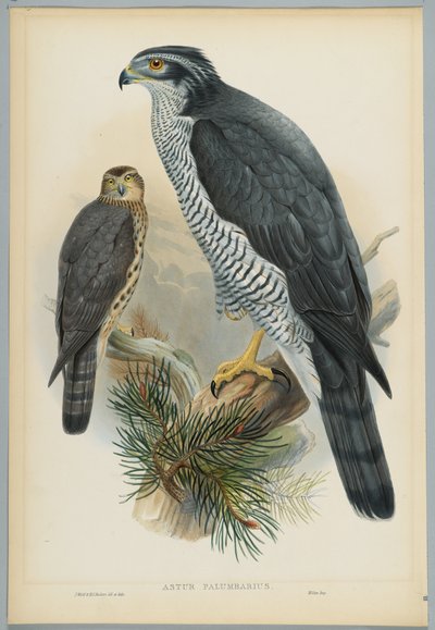 Astur Palumbarius - Goshawk, drawn by J. Wolf, engraved by H. C. Richter by John after Gould