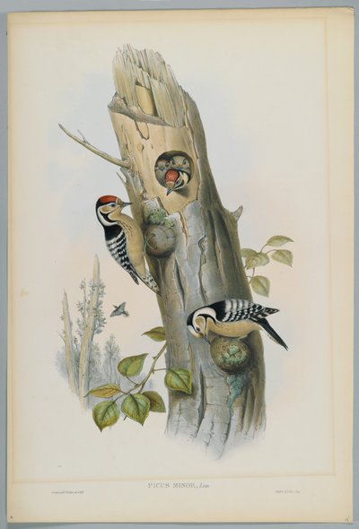 Picus Minor - Lesser Spotted Woodpecker, engraved by H. C. Richter by John after Gould