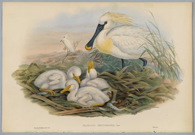 Platalea Leucorodia - Spoonbill and Young, engraved by H. C. Richter by John after Gould
