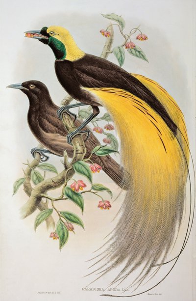 Bird of Paradise: Greater, Paradisaea Apoda by John and Hart, William Gould