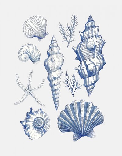 Blue Nautical Shells by Jolly and Dash