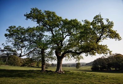 Goodwood Estate, West Sussex, 2019 by Jon Nicholson