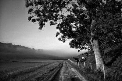 The Goodwood Estate in West Sussex, UK, 2019 by Jon Nicholson