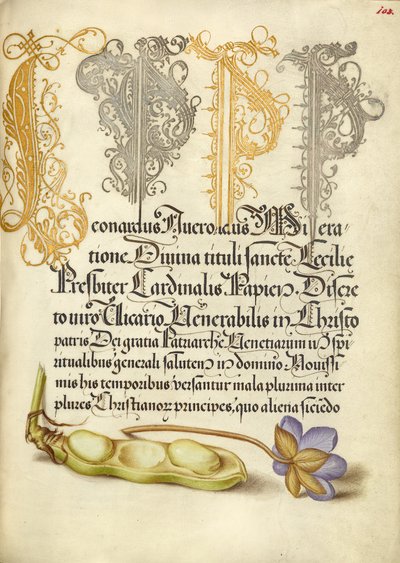 Broad Bean and Liverleaf by Joris Hoefnagel