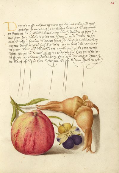 Common Apple, European Wild Pansy, and Giant Filbert by Joris Hoefnagel