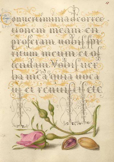 French Rose and Pistachio by Joris Hoefnagel